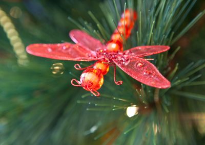 Christmas Tree Hire