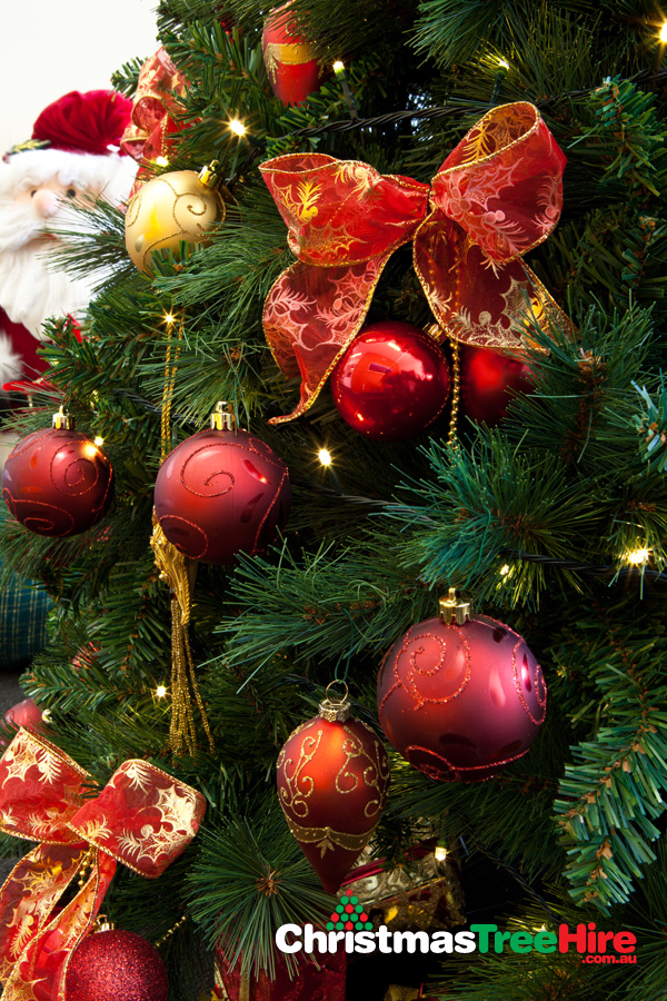 , Tree Selection, Christmas Tree Hire